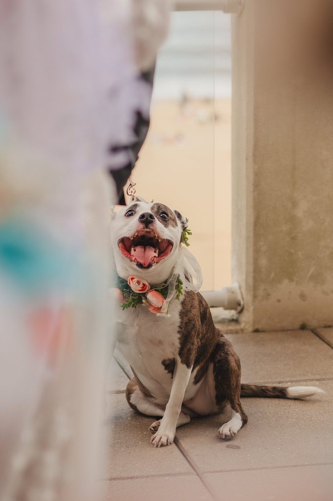 Dog smiles at her owners
