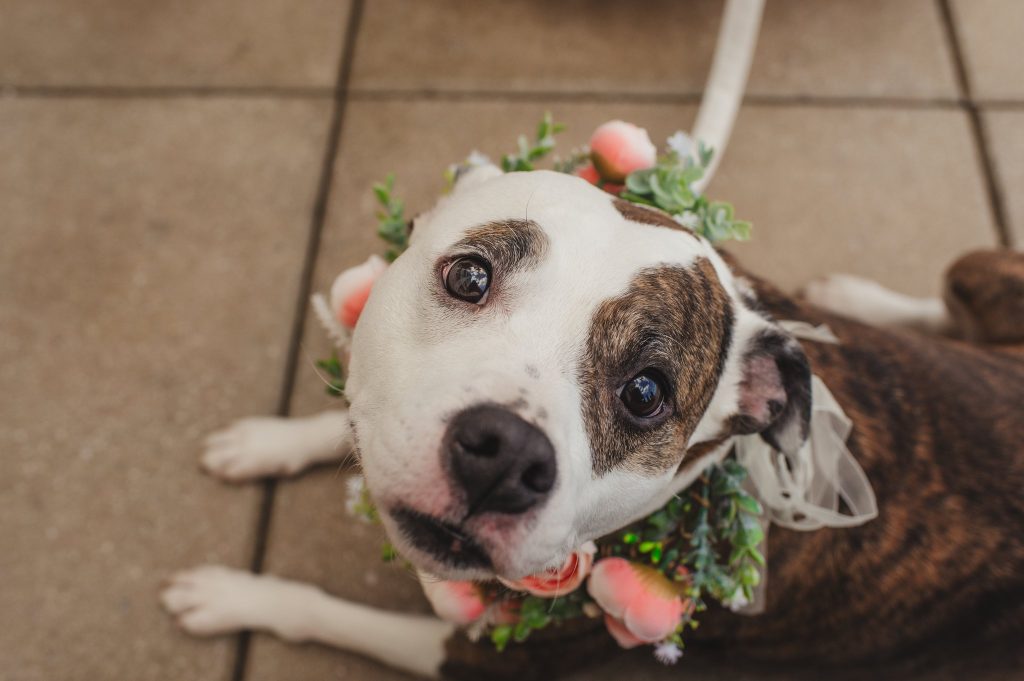 Rescue pitbull looking at the camera